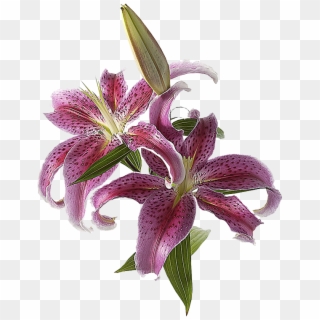 Clip Black And White Amaryllis Drawing Purple Lily - Photoshop De Flores Png Transparent Png