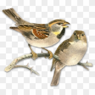 Sparrow Png Picture Clipart - Painting With Book Pages Transparent Png