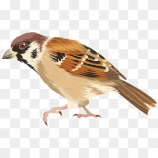 House Sparrow Bird Clip Art - House Sparrow Png Transparent Png