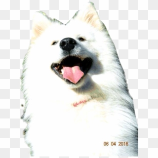 #dog #doglove #dogselfie #samoyeds #samoyed #samoyedsamojedewhite - Japanese Spitz Clipart
