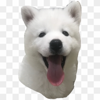Samoyed Sticker - Dog Yawns Clipart