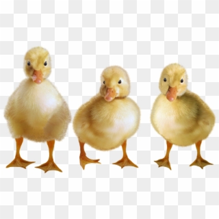 Duckling Images - Duckling Transparent Clipart