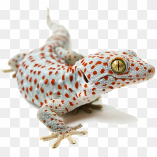 Placeholder - Tokay Gecko Clipart