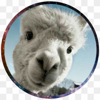 #llama Llama Profile Pic - Llama Profile Clipart