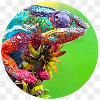 Show More - Chameleon Hd Clipart