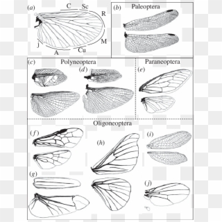 Venation Patterns Of Winged Insects - Sketch Clipart