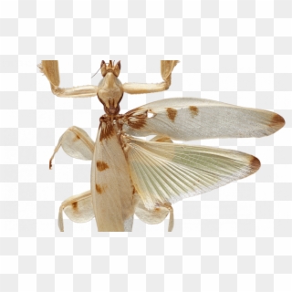 Predation On Pollinating Insects Shaped The Evolution - Orchid Mantis Top View Clipart