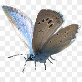 Butterfly,blue,blue Image,free Pictures - ผีเสื้อ บั ต เตอร์ ฟลาย Clipart