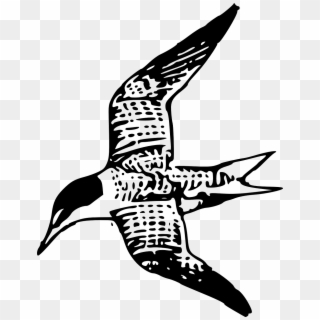 Tern Bird Fly Flying Shore Bird Png Image - Sternidae Clipart