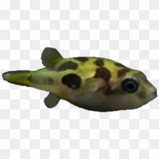 Ornamental Fish Chocolate Doll Submarine Fish Small - Green Pufferfish Clipart