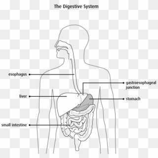 Diagram Of The Digestive System - Oesophagus In Black And White Clipart