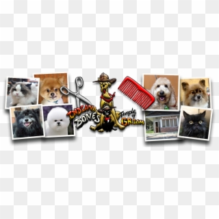 Bolognese Clipart