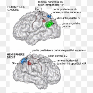 Sillon Intraparietal Hori - Surco Intraparietal Clipart