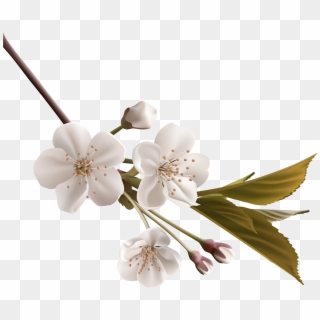 Tree Branch Png Clipart - Deepest Condolences To The Family Transparent Png