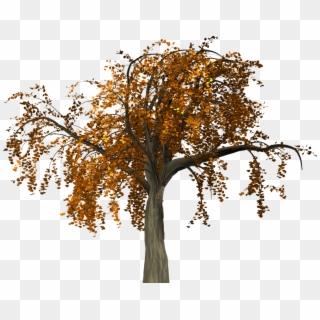 Autumn Tree Branch Free Clipart Hd Clipart - Arvore No Outono Em Png Transparent Png