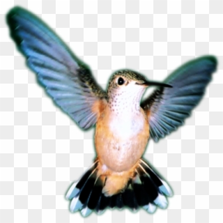 Pájaro - Ruby-throated Hummingbird Clipart