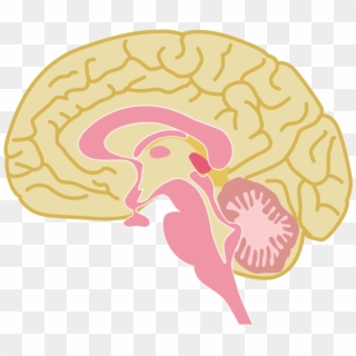 All Photo Png Clipart - Human Brain Drawing Transparent Png
