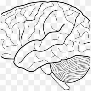 Brain Clipart Black And White Clip Art Science - Diagram Of Brain Without Labels - Png Download