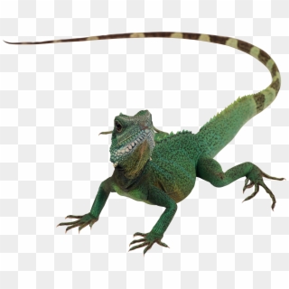 Lizard Png Clipart