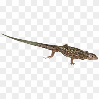 Gekkonidae Clipart