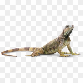 Gecko Clipart Rainforest Lizard - Reptile Png Transparent Png