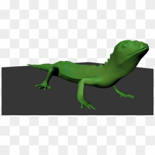 The Green Lizard Lizard - Carolina Anole Clipart