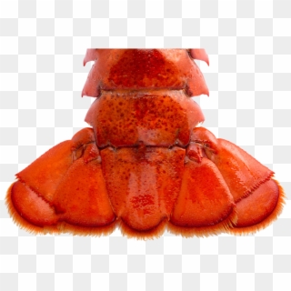 697 X 488 1 - Lobster Clipart