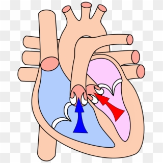 The Cardiac Cycle At The Point Of Beginning A Ventricular - Ventricular Systole Clipart