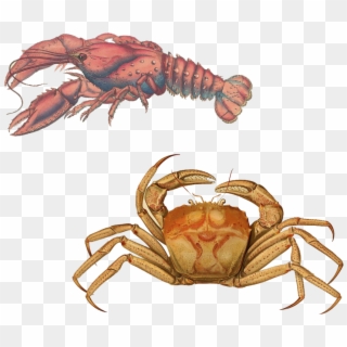 Lobster Transparent Background Png - Serrated Lobster, Cancer Serratus Clipart