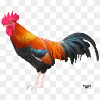 Rooster Png Download Image - Rooster Png Clipart