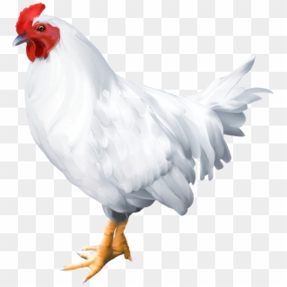 White Rooster Png Clip Art Image Transparent Png