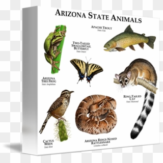 By Roger Hall - Arizona State Animals Clipart