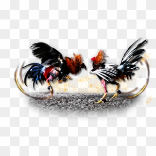 Fighting Rooster Png - Pelea De Gallos Png Clipart