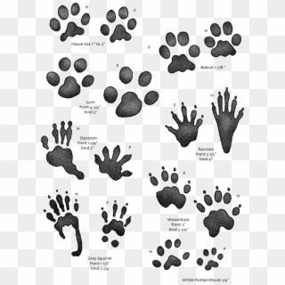 On The Track And Back Again Local - Animal Tracks For Kids Clipart