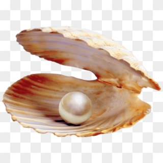 Download - Pearl Production From Bivalves Clipart