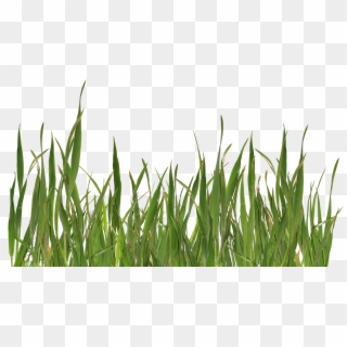 Grass Png Clipart