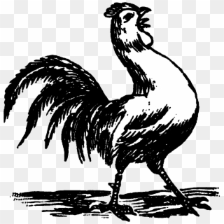 Rooster Crowing Black And White Drawings Clipart