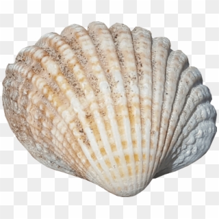Sea Shell No Background Seaside Image - Sea Shells No Background Clipart