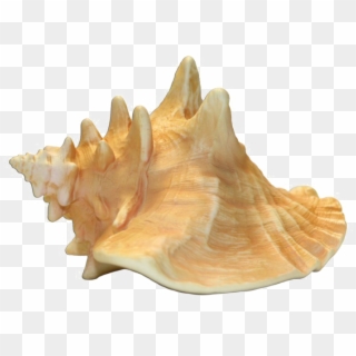 Conch Shell Transparent Image - Conch Png Clipart