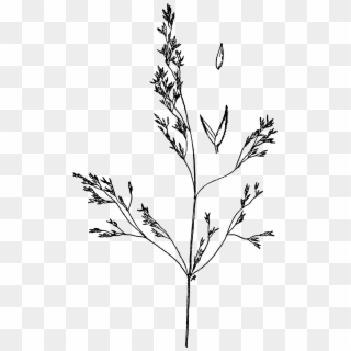 Agrostis Idahoensis Drawing - Agrostis Idahoensis Clipart