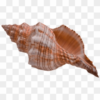 Free Png Download Shell Png Png Images Background Png - Conch Shell Clipart