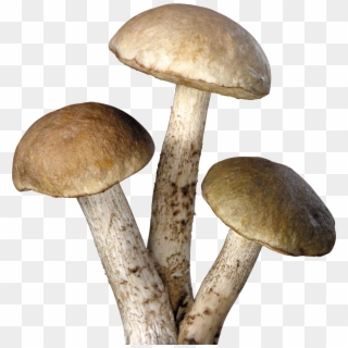 Mushroom Png Image - Mushroom Png Clipart
