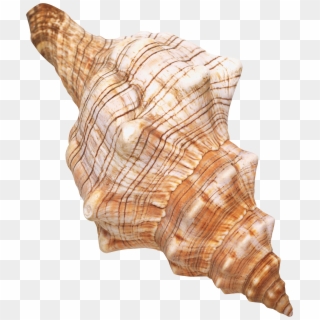 Seashell Png Clipart