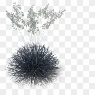 Festuca Glauca - Festuca Png Clipart