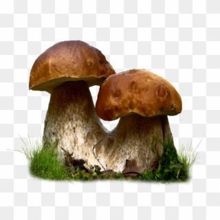 Mushroom Png By Moonglowlilly Pluspng - Edible Mushrooms Clipart