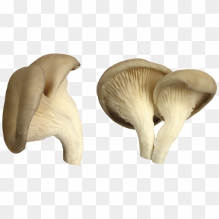 Mushroom Png Image - Oyster Mushroom Png Clipart