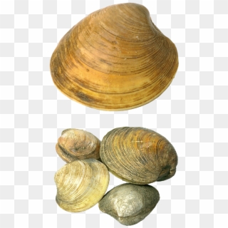 842 X 1273 3 - Sea Shells Png Clipart