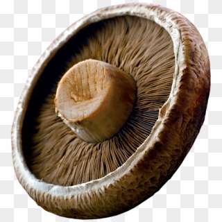Portabellas Are Large Mushrooms With A Meat-like Texture Clipart