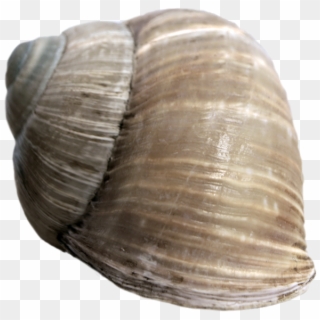 Snail Shell Png - Baltic Clam Clipart