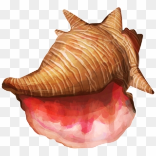 Conch Shell Png High-quality Image - Conch Clipart
